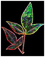 leaf